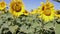A field of blooming sunflowers in the wind against the blue sky. Regenerative agriculture
