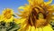 A field of blooming sunflowers in the wind against the blue sky. Regenerative agriculture. Close-up of a sunflower