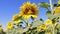 A field of blooming sunflowers in the wind against the blue sky. Regenerative agriculture. Close-up of a sunflower