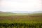 A field of blooming thistles in a picturesque sunny valley with sheaves of hay on the hillside