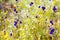 Field blooming with Utricularia