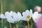 Field of blooming white sulphureus cosmos flower in the garden,