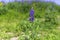 Field of blooming wild violet lupins flowers. Israel