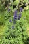 Field of blooming wild violet lupins flowers. Israel