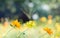 Field of blooming yellow cosmos flower