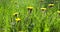 a field with blooming yellow dandelions, spring dandelion