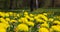 a field with blooming yellow dandelions, spring dandelion