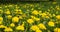 a field with blooming yellow dandelions, spring dandelion