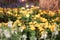 Field of blooming yellow flowers on a background sunset Large group of yellow flowers in a sunny summer garden