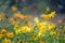 Field of blooming yellow sulphureus cosmos flower