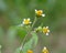 In the field it blooms galinsoga parviflora