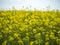 Field with blossom yellow flowers