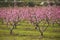 A field of blossoming almond trees