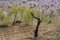 Field of blossoming almond trees in full bloom