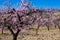 A field of blossoming almond trees. Shallow depth of field