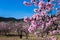 A field of blossoming almond trees. Shallow depth of field