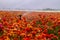 Field of blossoming buttercup flowers creates carpet of colors, with working sprinkler splashing drops of water over the field