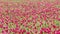 Field of blossoming crimson clover flowers and flying bees