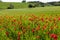 Field with blossoming poppies