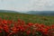 Field blossoming poppies. Poppy field.