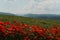 Field blossoming poppies. Poppy field.