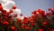 Field blossoming poppies. Poppy field. Close up of moving poppies.