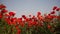 Field blossoming poppies. Poppy field. Close up of moving poppies.