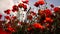 Field blossoming poppies. Poppy field. Close up of moving poppies.