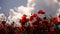 Field blossoming poppies. Poppy field. Close up of moving poppies.