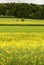 Field of blossoming rapeseed in hilly countryside, Baden Wutten