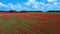 Field of Blossoming Red Poppies. Nature Green Summer Landscape Meadow.