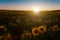 Field of the blossoming sunflowers