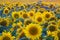 Field of blossoming sunflowers