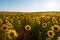 Field of blossoming sunflowers