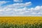 Field of blossoming sunflowers and blue sky with clouds, lots of clouds, concept agriculture, sunflower oil