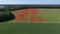 Field blossoming wild poppies in summer time, aerial