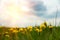 Field with blowball dandelions against blue sky and sun beams. Spring background. Soft focus