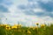 Field with blowball dandelions against blue sky and sun beams. Spring background. Soft focus