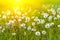 Field with blowball dandelions against blue sky and sun beams. Spring background. Soft focus