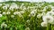 Field of blowballs green meadow with dandelion