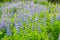 Field of Blue Alaskan lupins lupinus nootkatensis