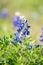 Field of Blue Bonnets in Texas