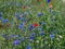 Field with blue cornflowers and red blooming poppies and green leaves
