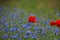 Field with blue flowers with cornflowers and red poppy, summer d