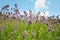 Field of blue lavender