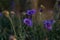 Field of blue petals of Cornflower blooming on blurry green leaves, know as bachelor`s button or basket flower