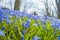 Field of blue spring flowers in old cemetery in Vilnius, Lithuania. The Blue Siberian Squill flowers.