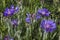 A field of blue wild meadow cornflowers