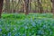 Field of Bluebell Flowers