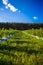 Field of blueberries, bushes with future berries against the blue sky. Farm with berries